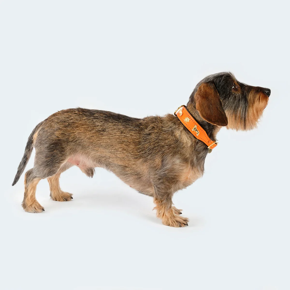 Hundehalsband Leder Dackel orange/ dunkelbraun – Bild 3
